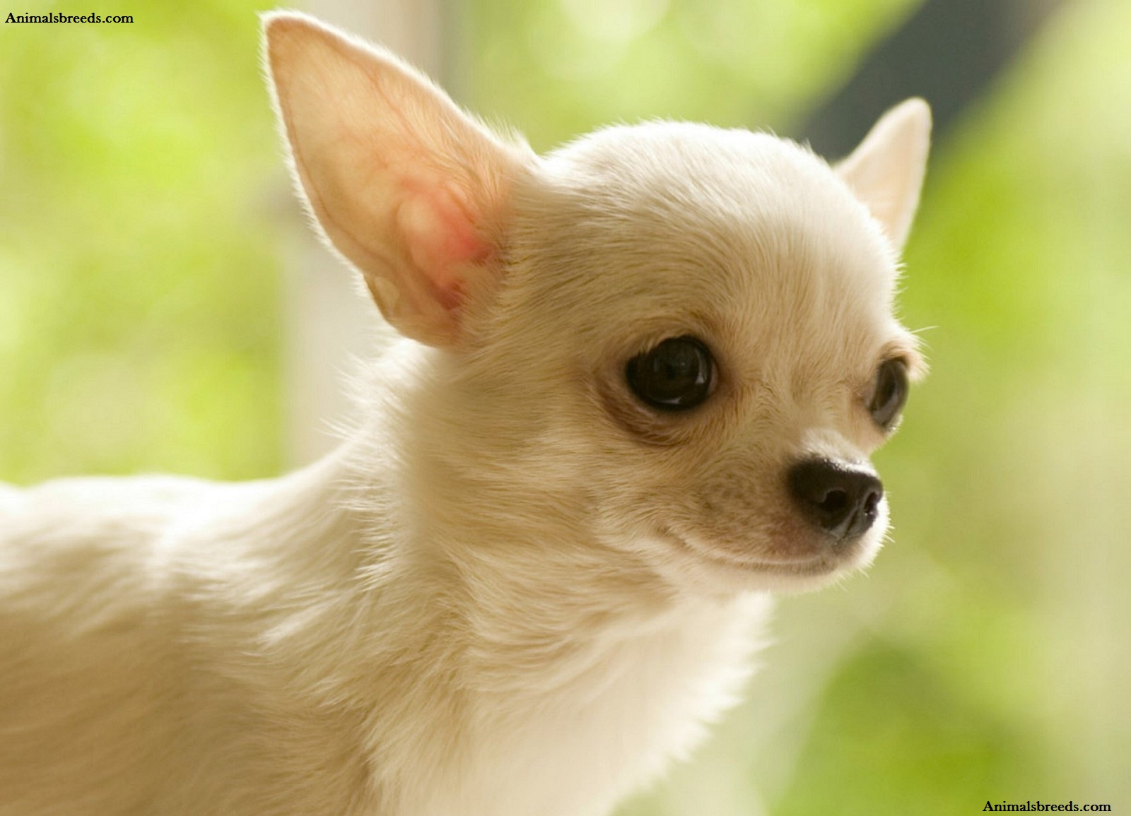 Chihuahua Puppies, Rescue, Pictures, Information, Temperament