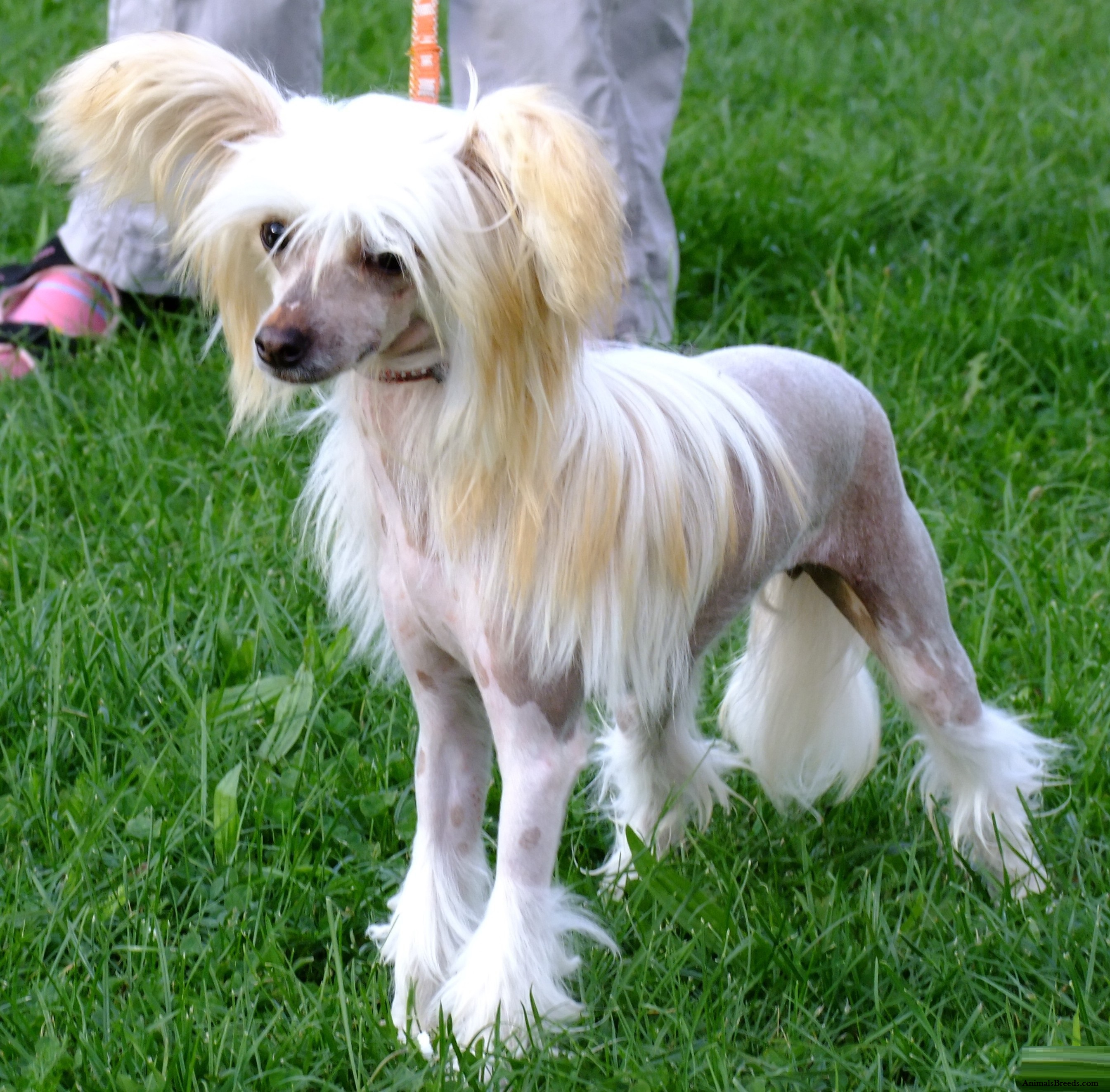 Chinese Crested dog in a garden
