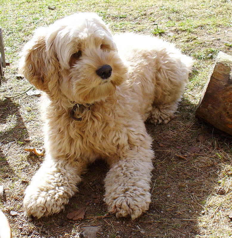 Cockapoo - Puppies, Rescue, Pictures, Information ...