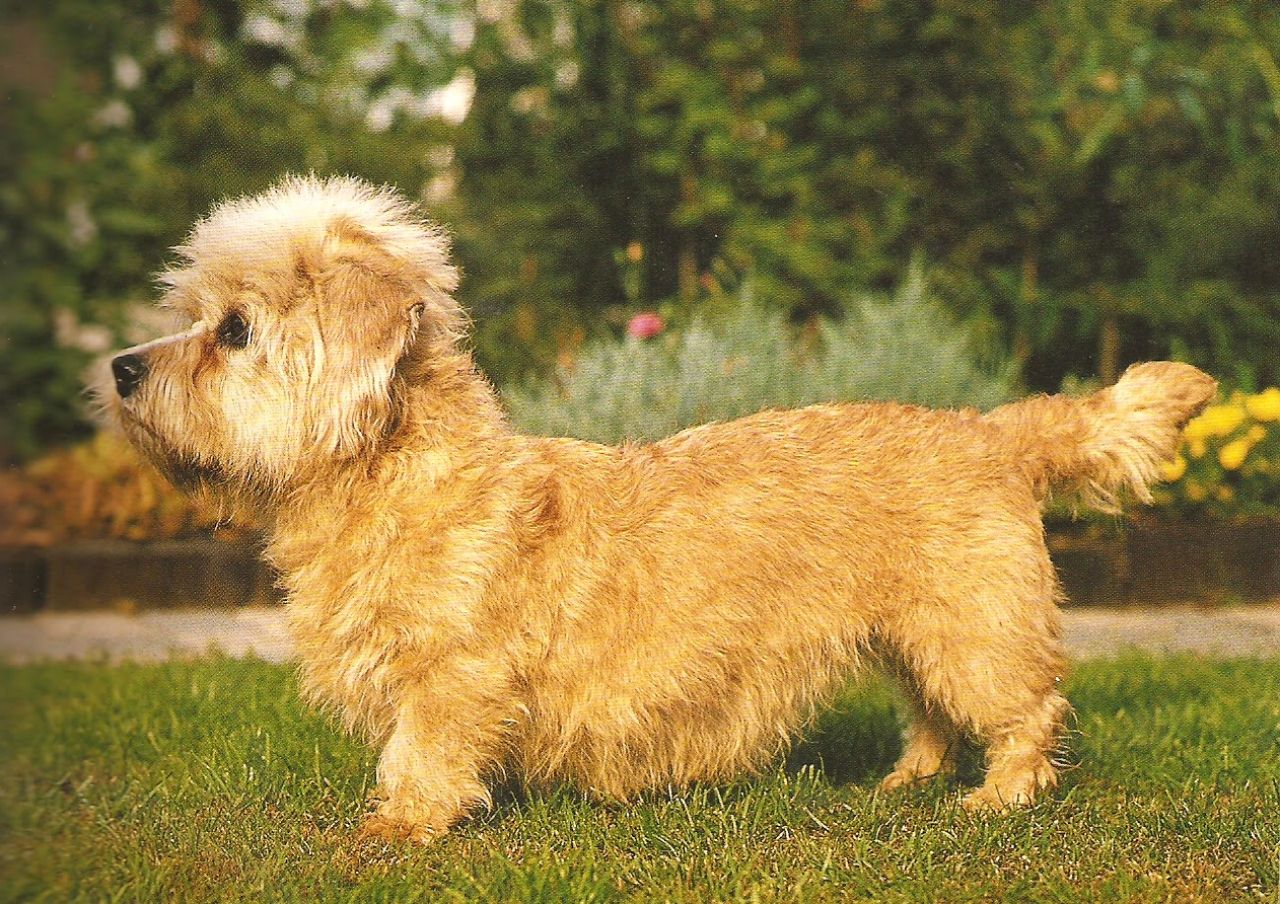 Dandie Dinmont Terrier - Puppies, Rescue, Pictures ...