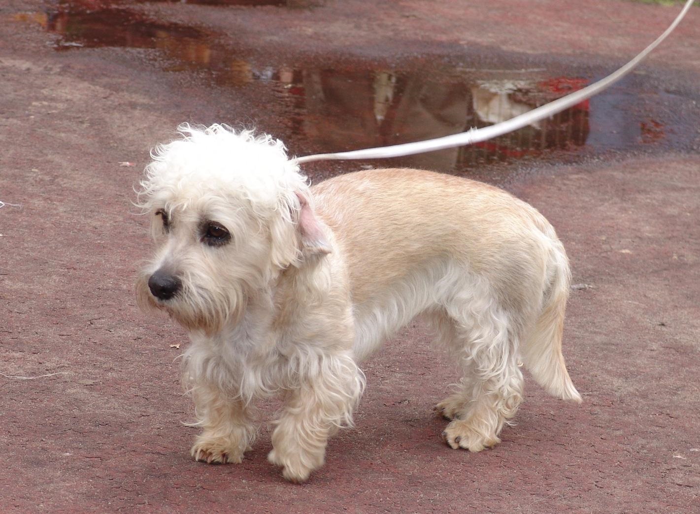 Dandie Dinmont Terrier - Puppies, Rescue, Pictures ...