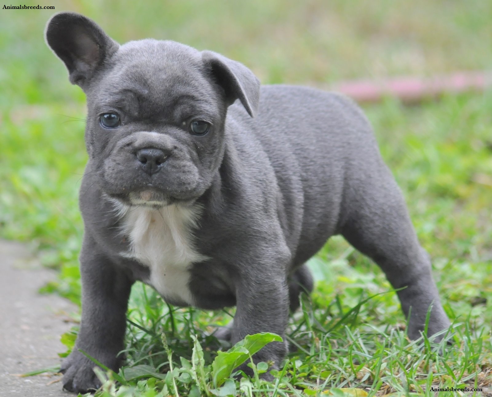 living nature french bulldog