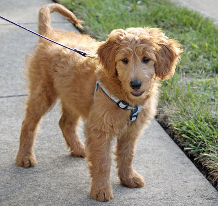 goldendoodle toy grown mini dog puppies golden short puppy doodle miniature goldendoodles reilly petite labradoodle retriever google dogs information search