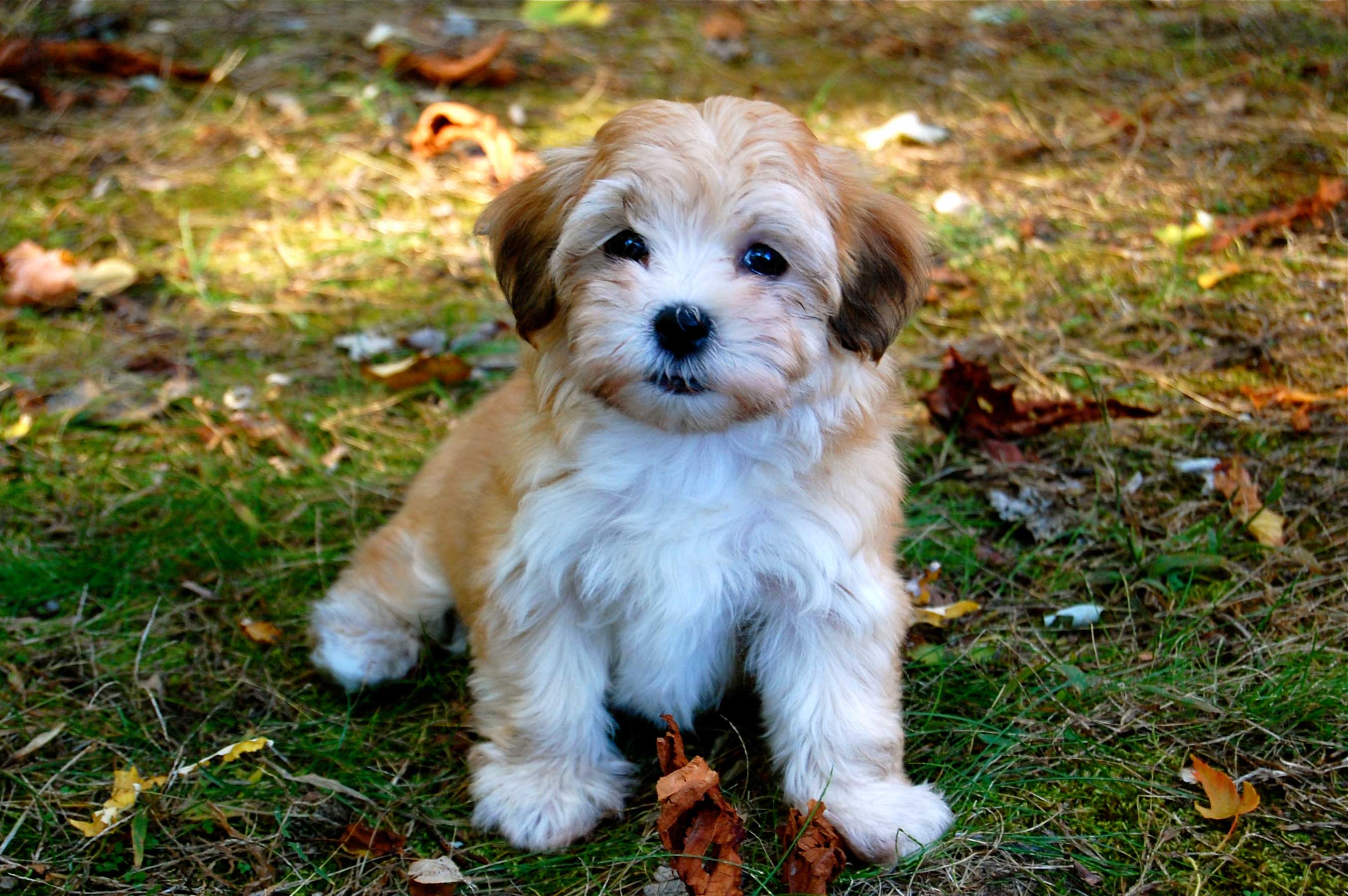 havanese-puppies-rescue-pictures-information-temperament