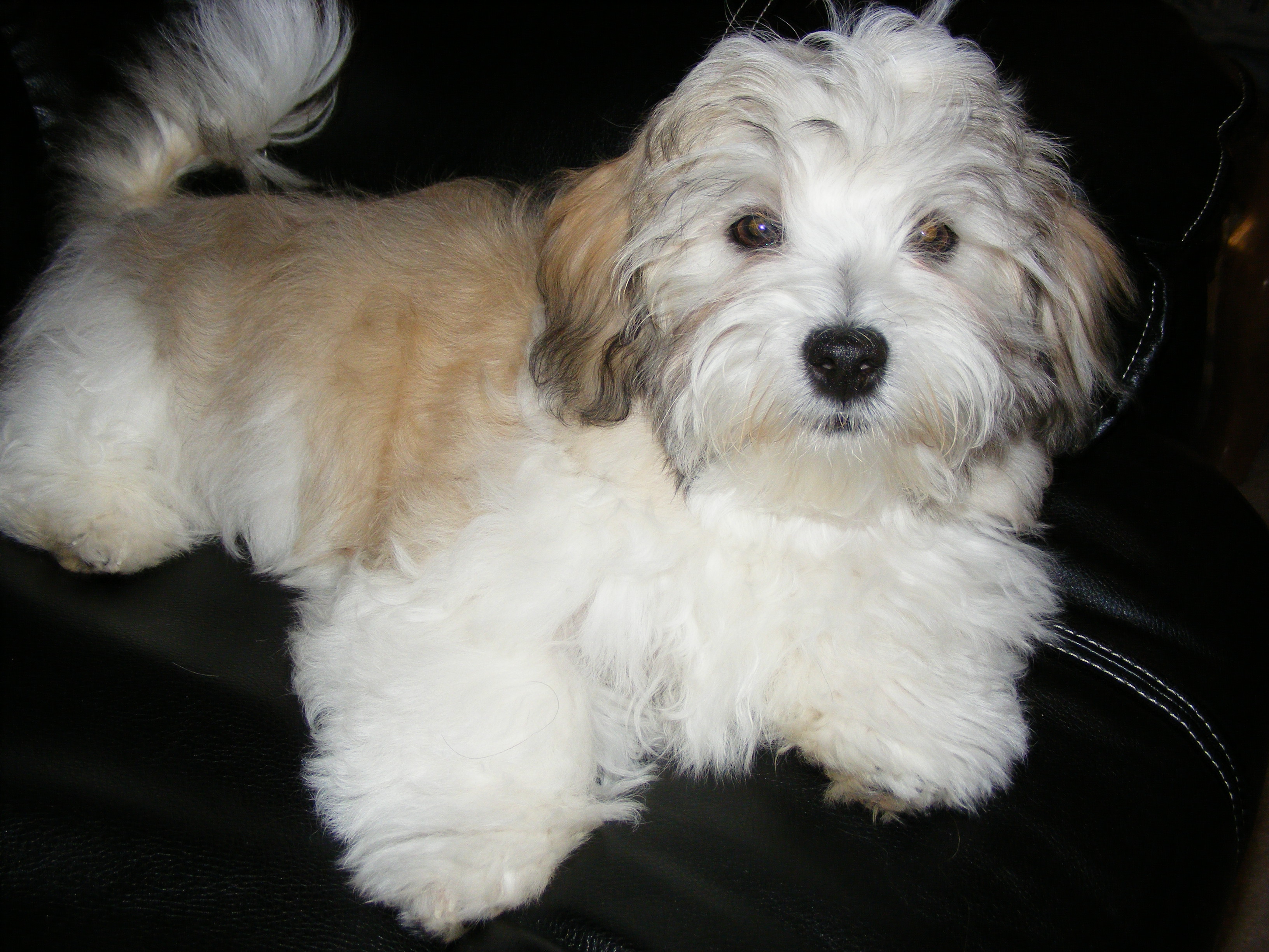 Havanese - Puppies, Rescue, Pictures, Information ...