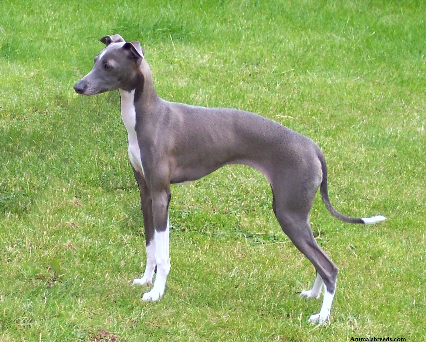 Italian Greyhound Puppies, Rescue, Pictures, Information, Temperament