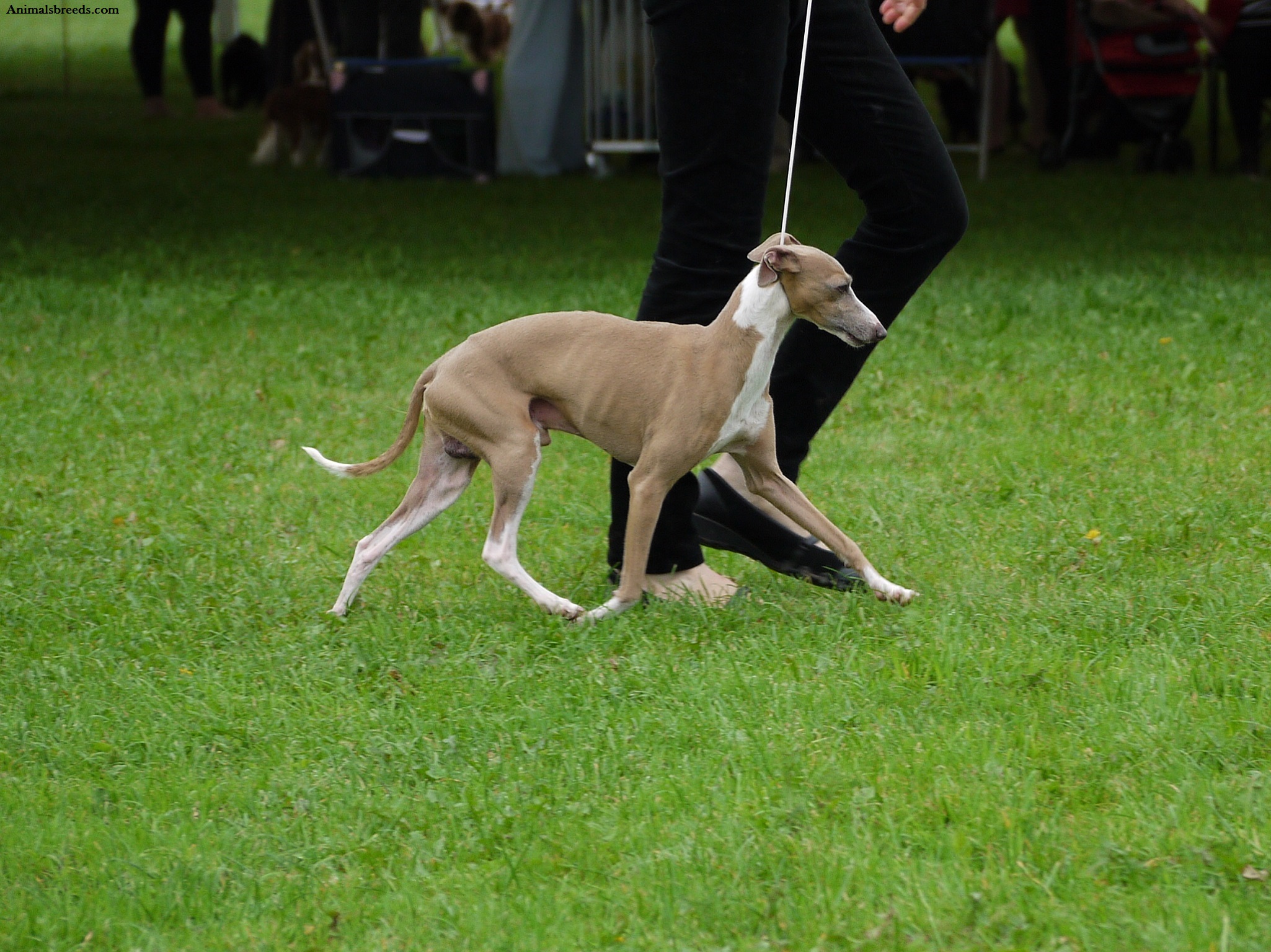 Italian Greyhound - Puppies, Rescue, Pictures, Information, Temperament ...