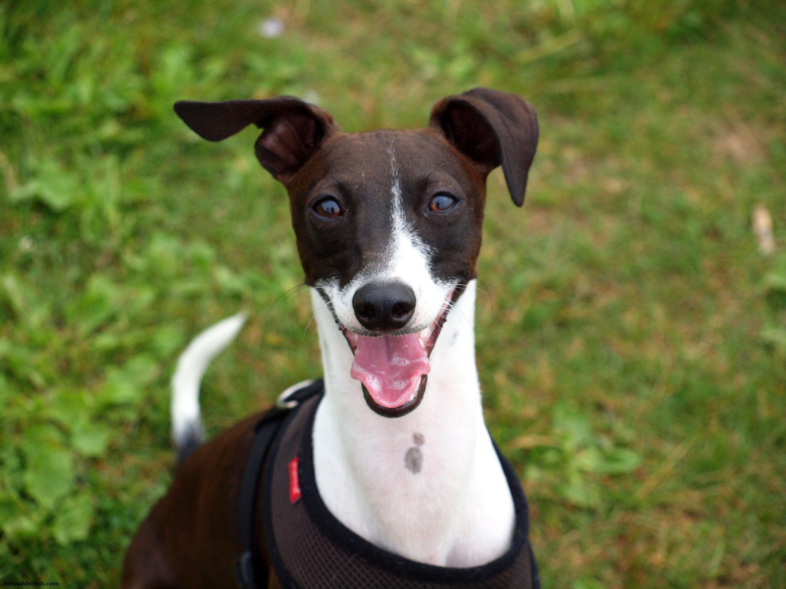 Italian Greyhound - Puppies, Rescue, Pictures, Information ...

