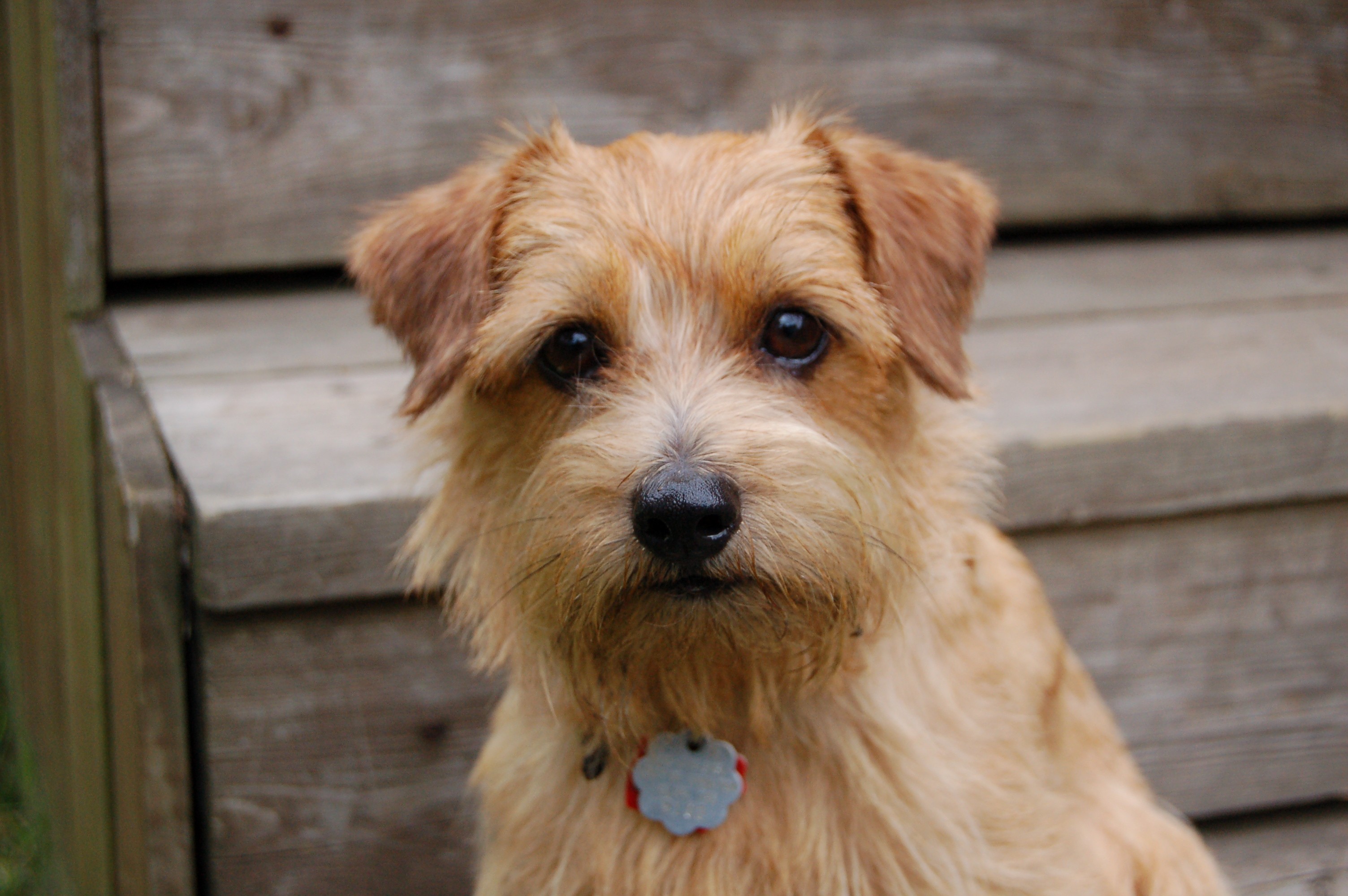 Norfolk Terrier Puppies Rescue Pictures Information Temperament 