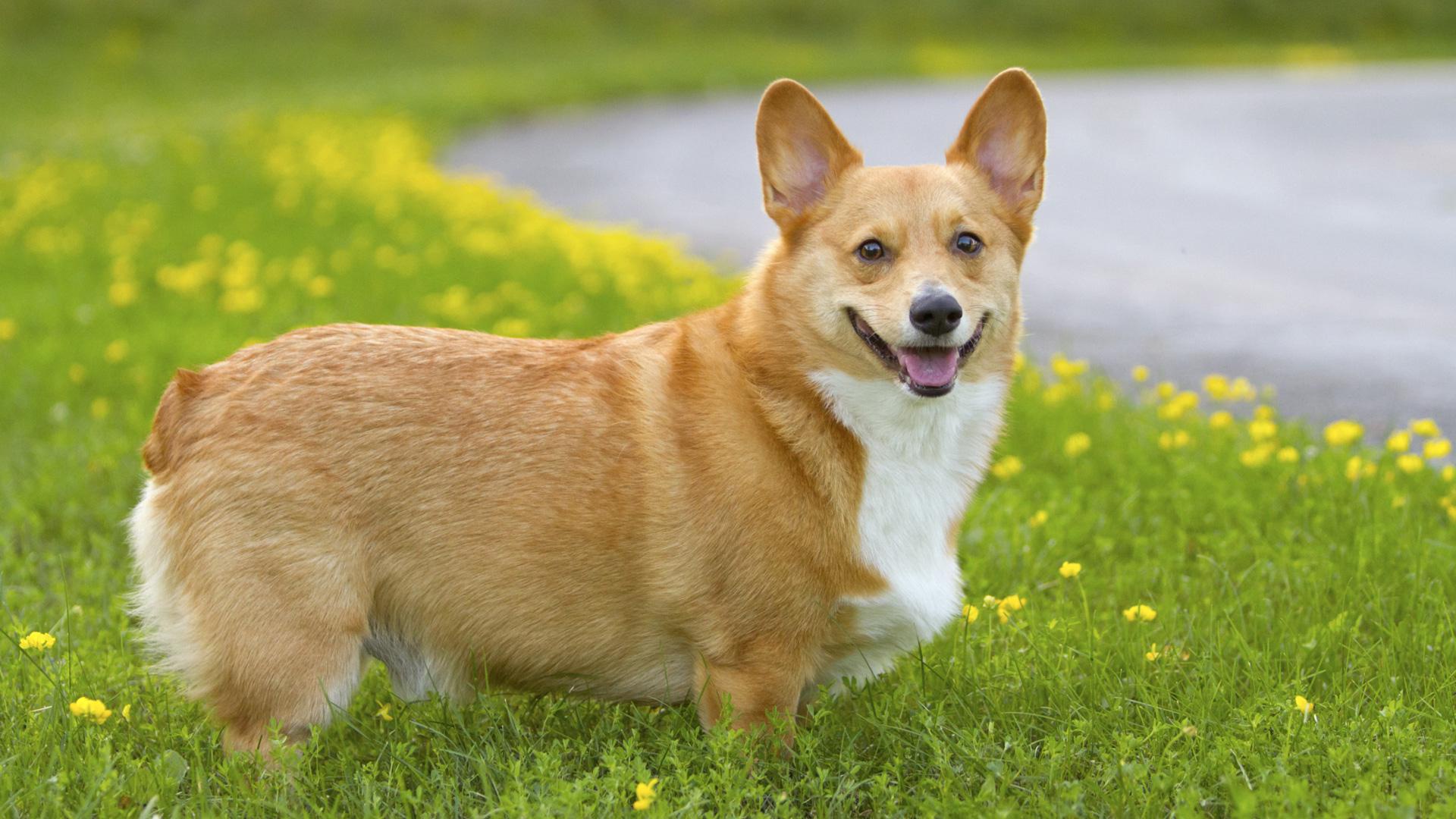 Pembroke Welsh Corgi Puppies Rescue Pictures Information Temperament Characteristics 