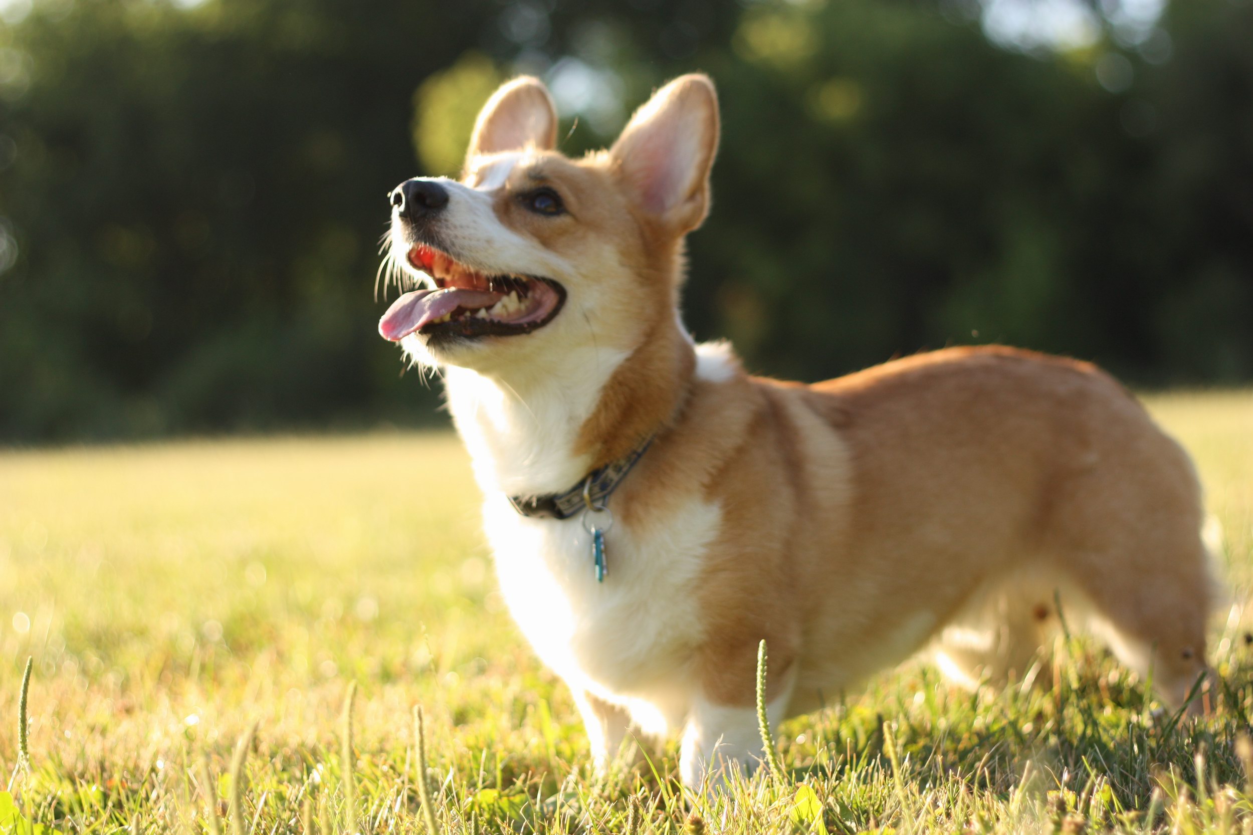 Pembroke Welsh Corgi - Puppies, Rescue, Pictures, Information