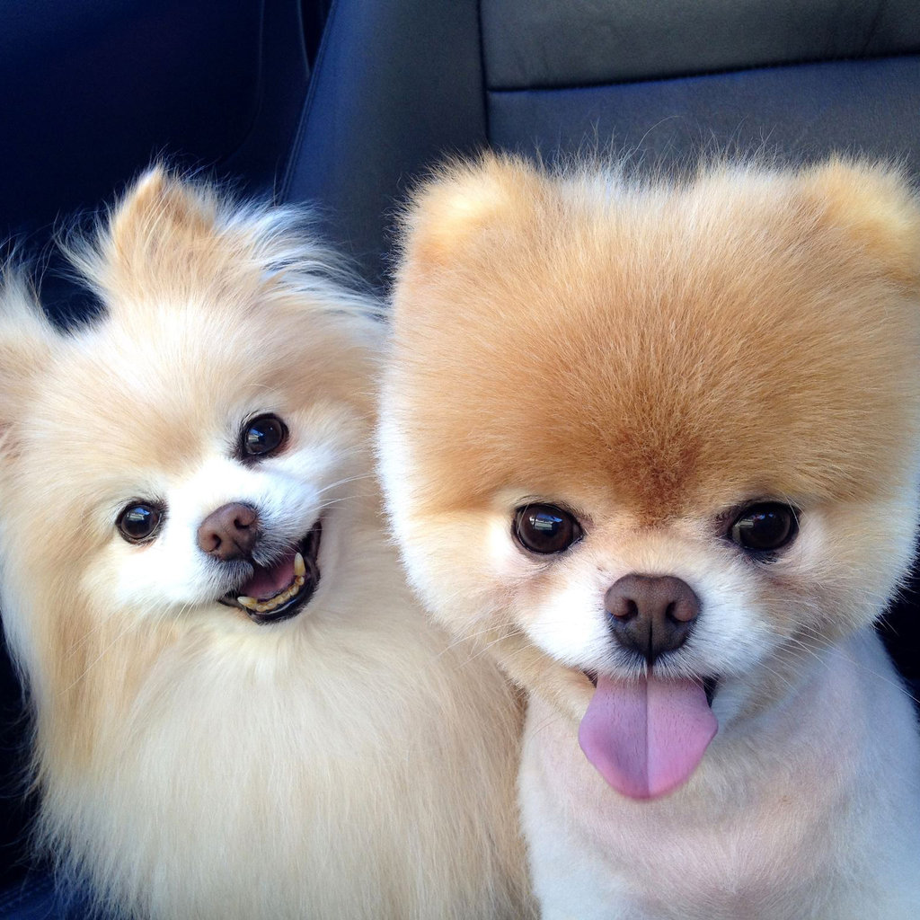 our generation pomeranian dog