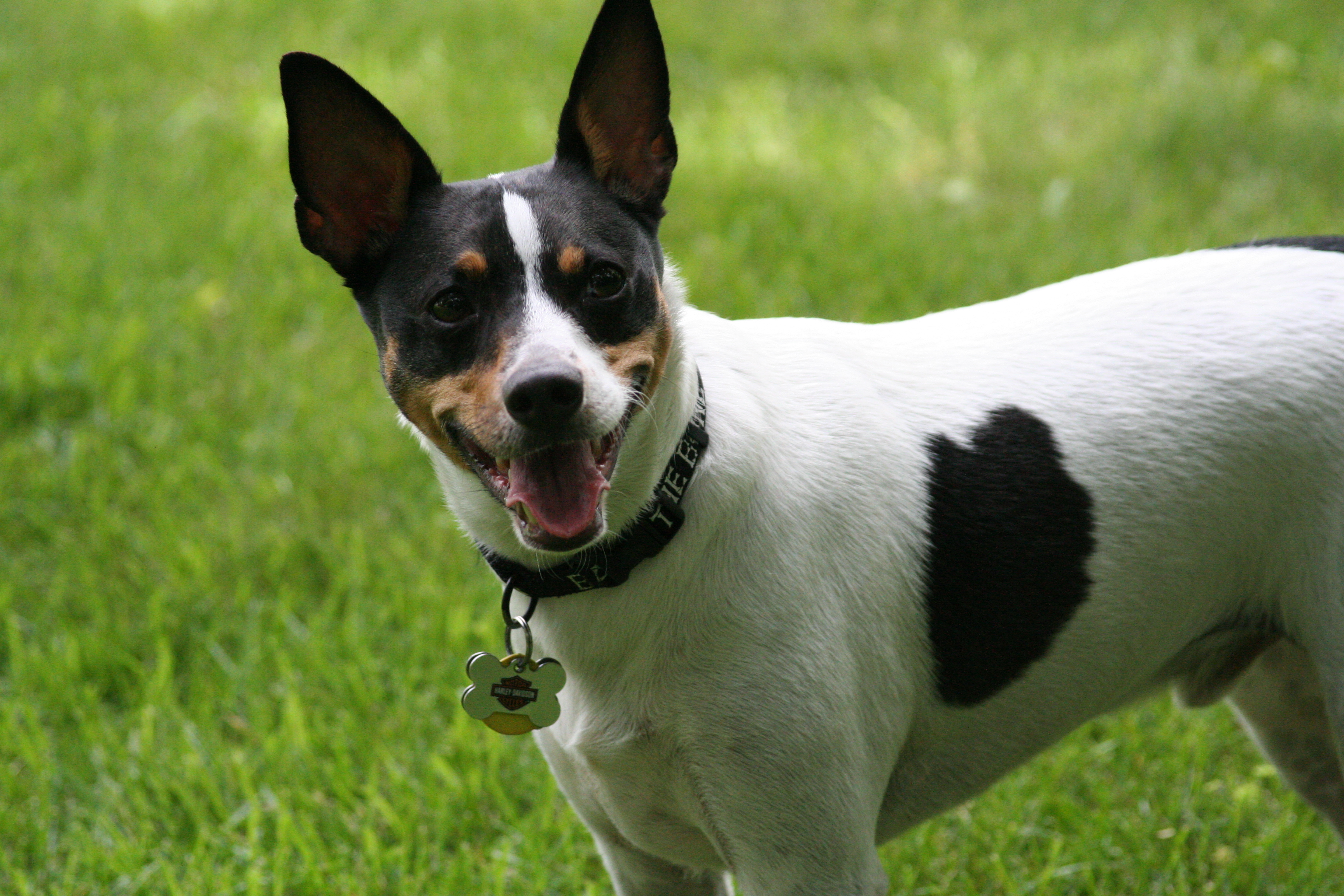 rat-terrier-puppies-rescue-pictures-information-temperament