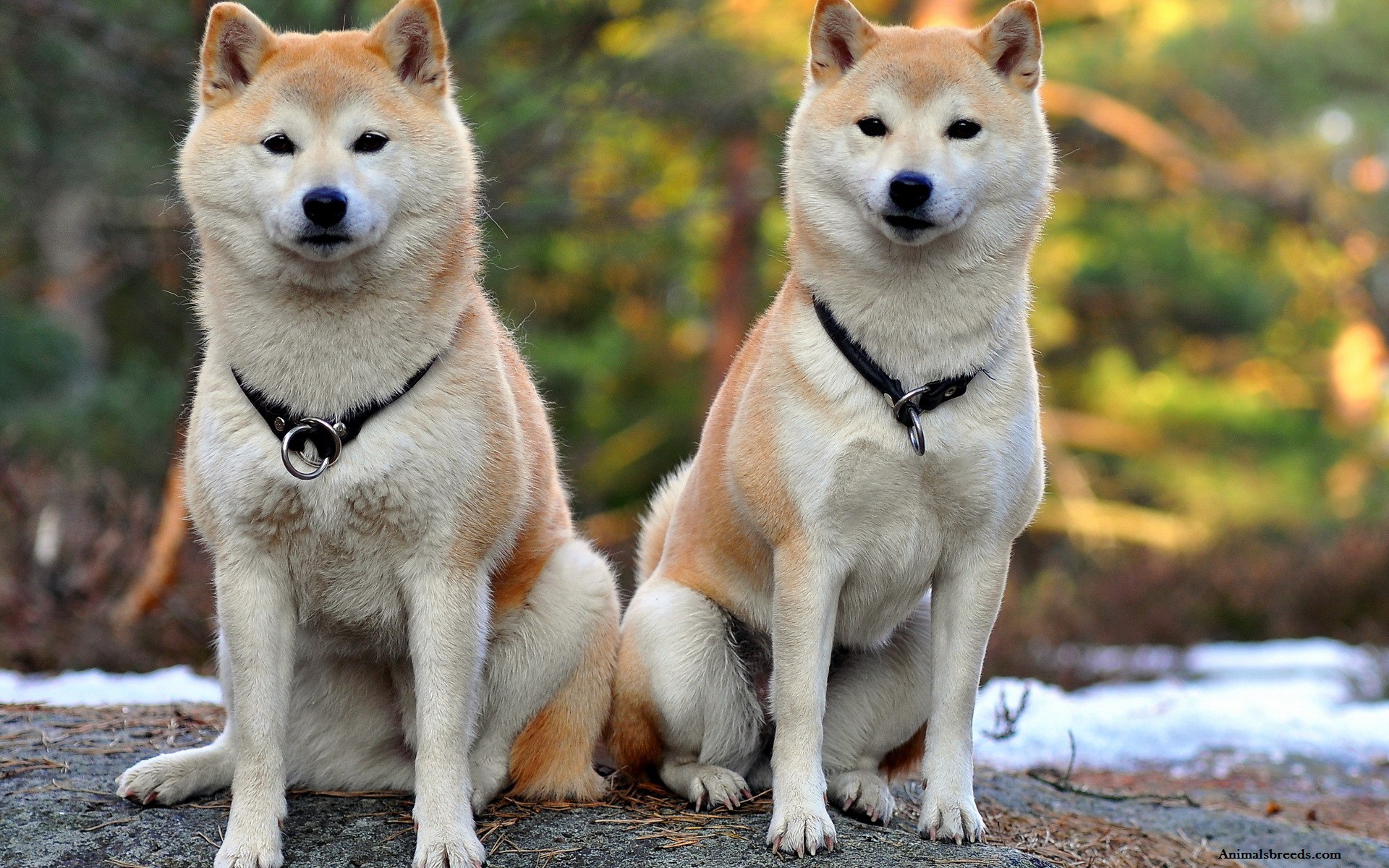 shiba inu bellzi