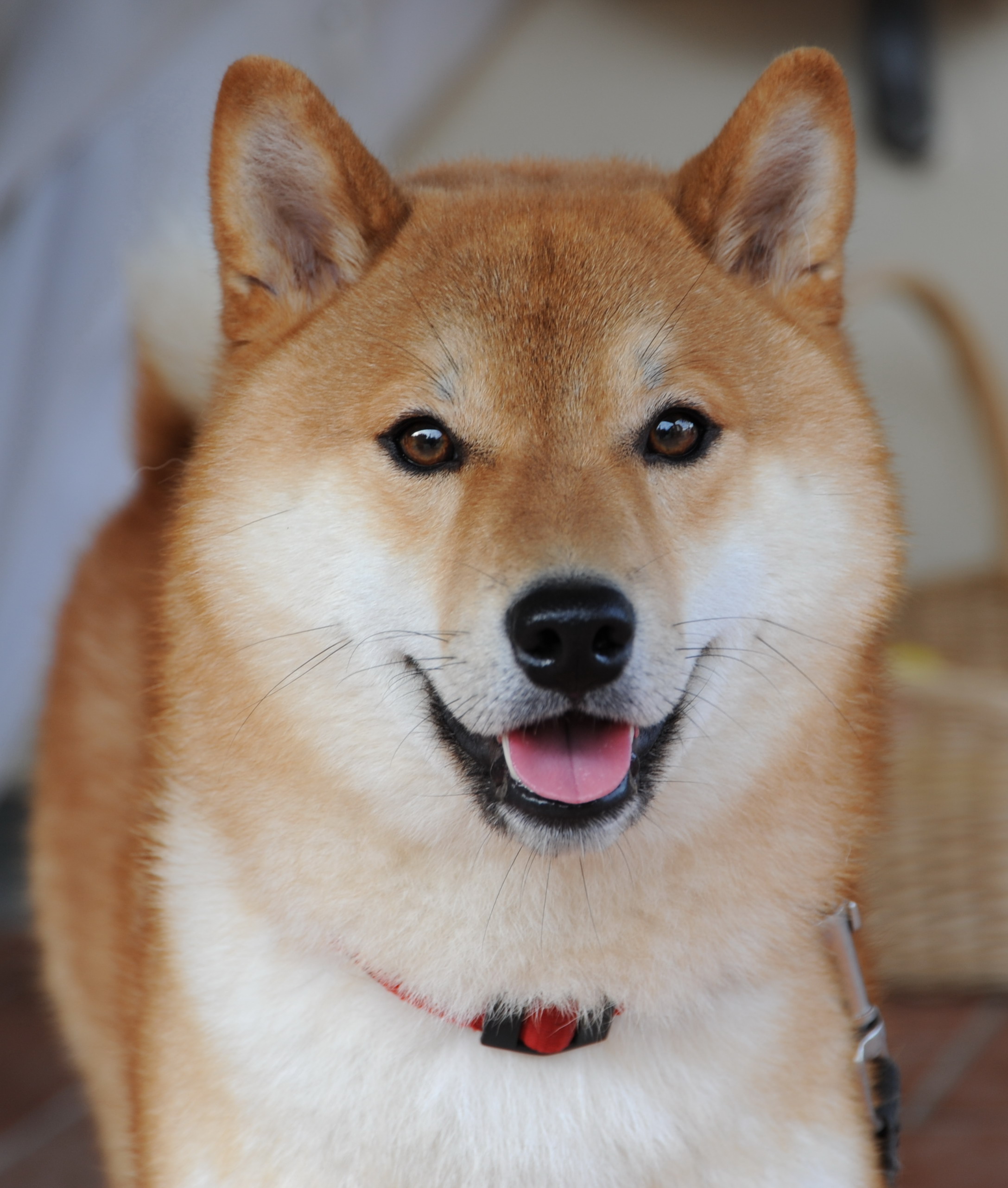 shiba inu real time