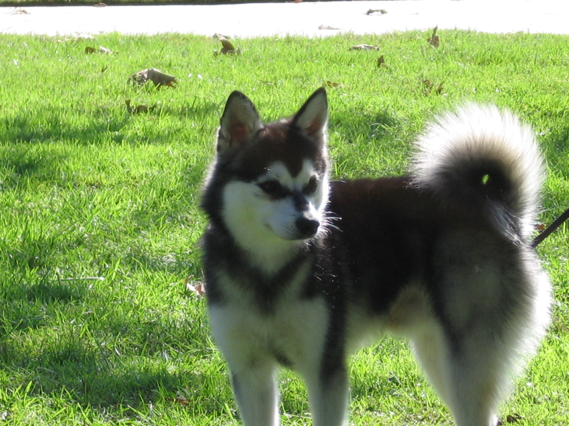 Alaskan Klee Kai Puppies Rescue Pictures Information Temperament 