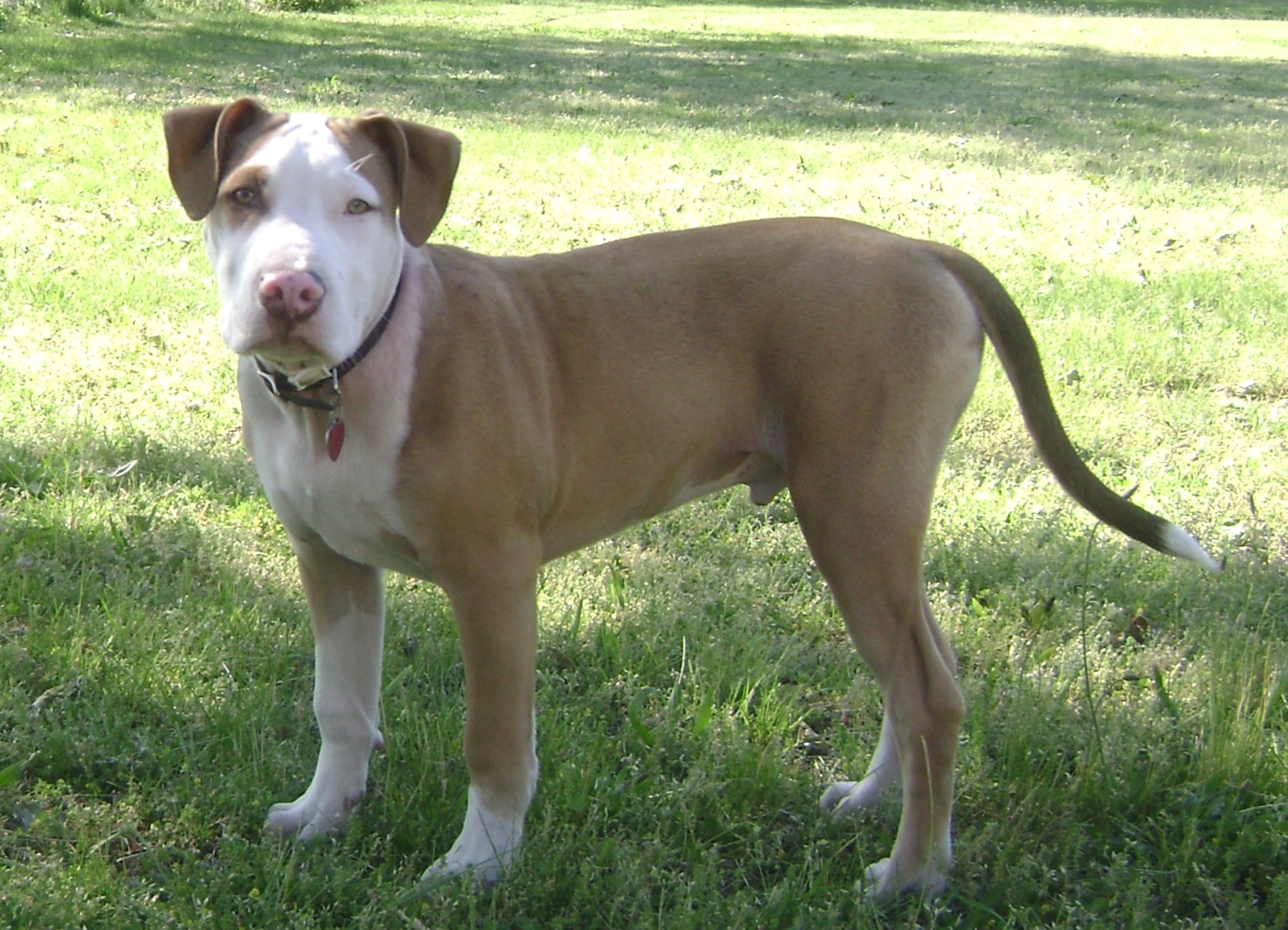 american pitbull terrier temperament