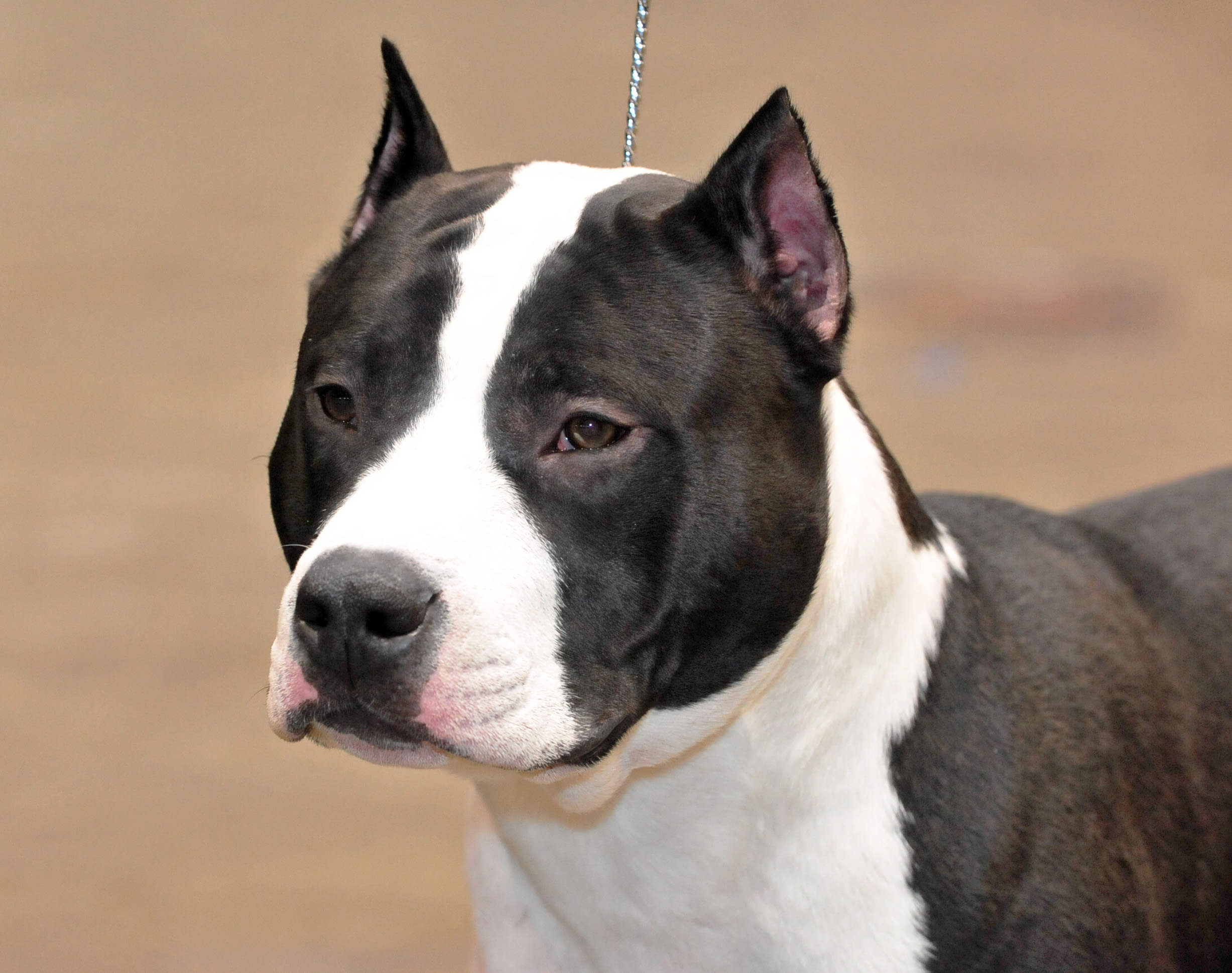 American Staffordshire Terrier - Puppies, Rescue, Pictures, Information, Temperament