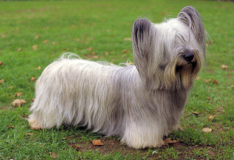 Skye Terrier