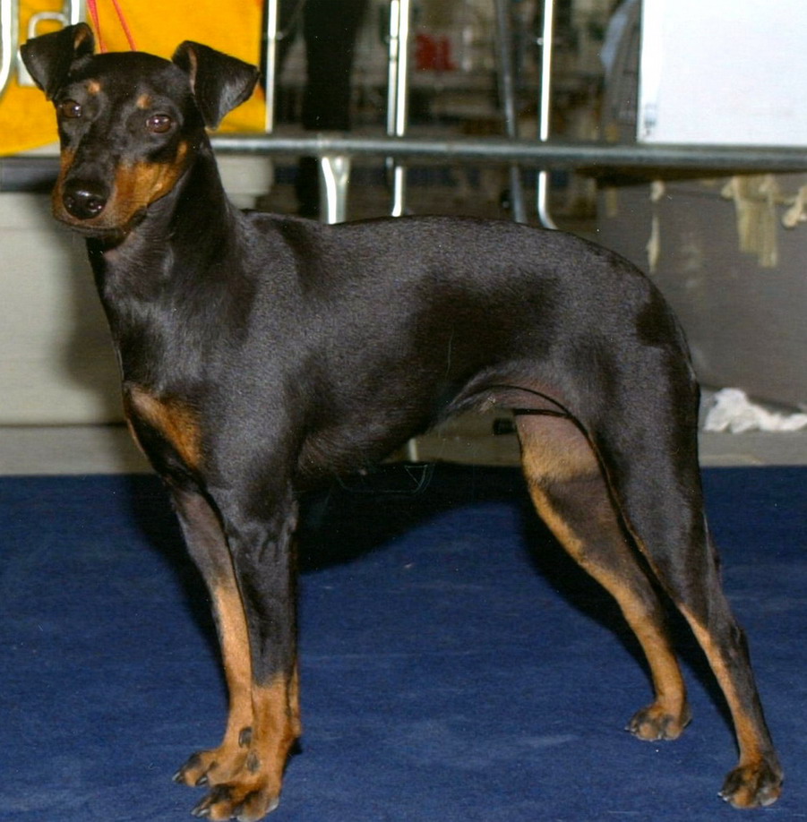 Toy Manchester Terrier - Puppies, Rescue, Pictures, Information