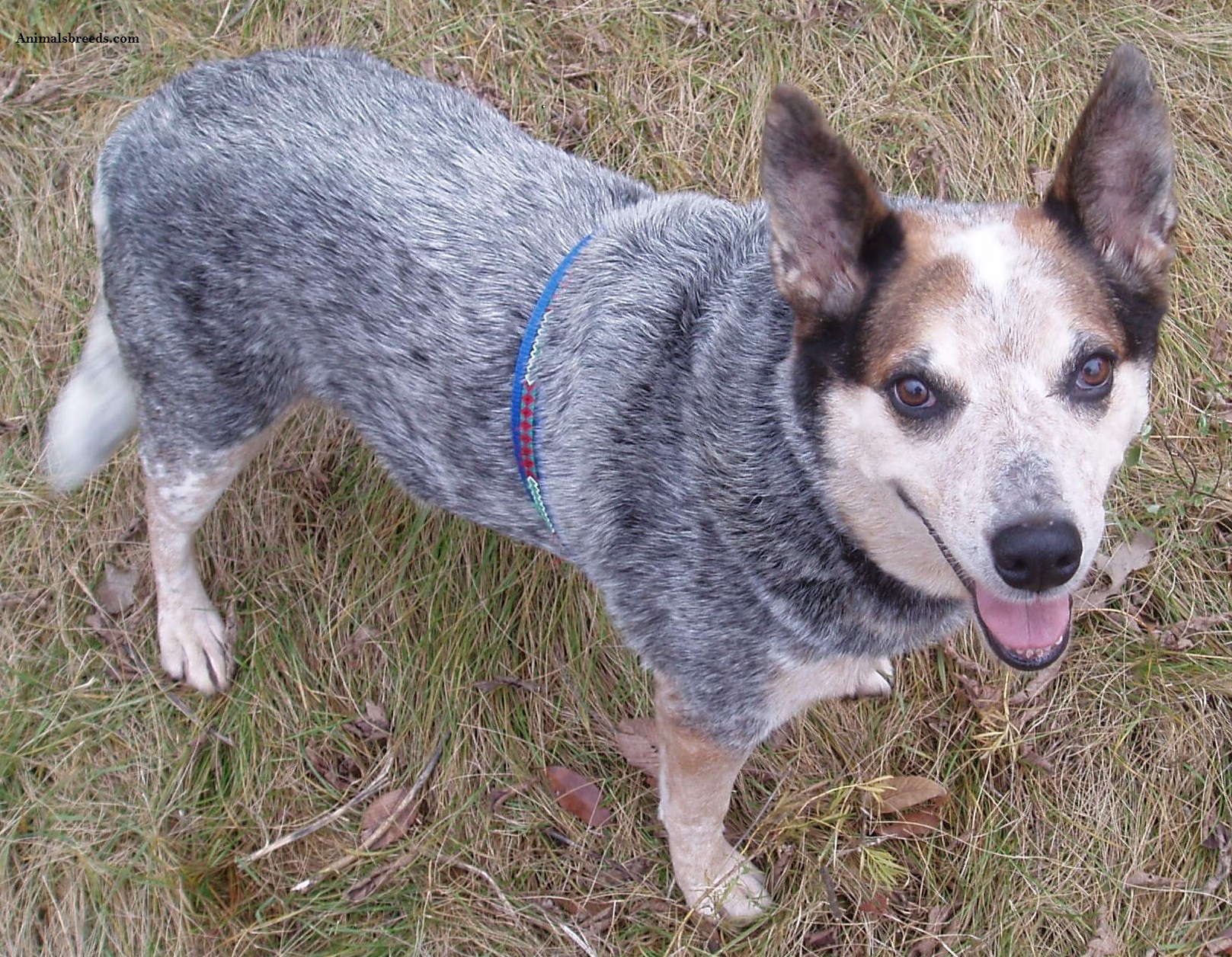 Australian Cattle Dog - Puppies, Rescue, Pictures, Information