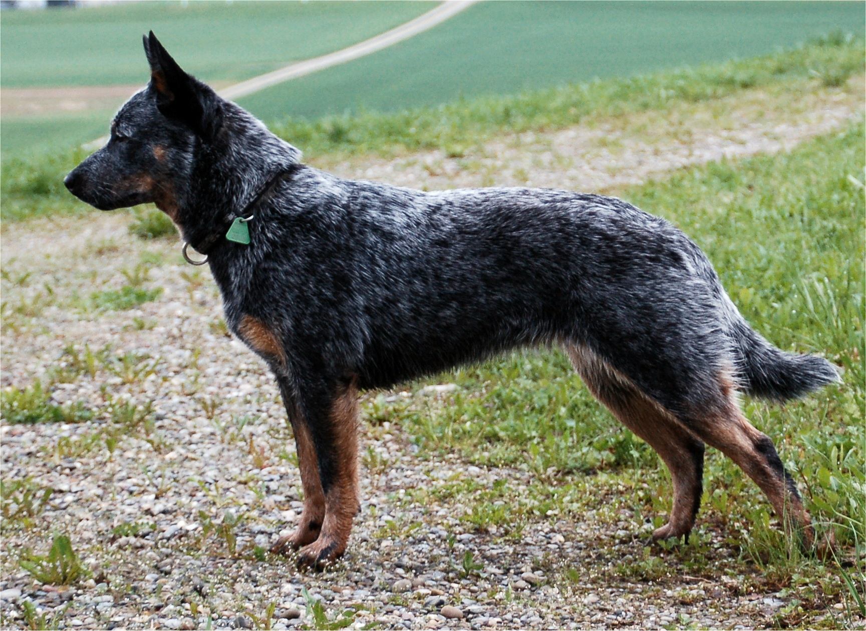 Australian Stumpy Tail Cattle Dog - Puppies, Rescue, Pictures