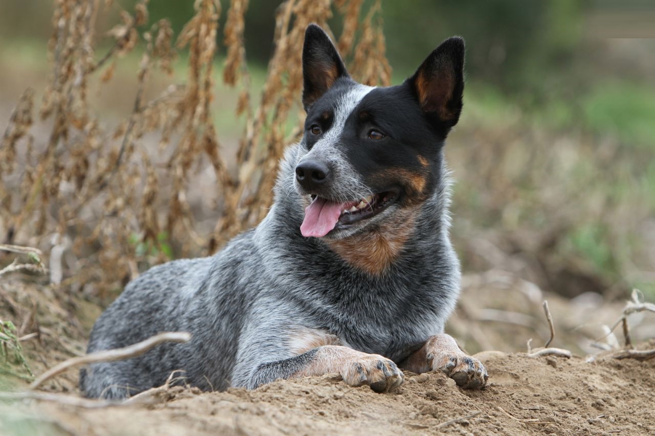 Pics Photos - Animal Love Funny Australian Cattle Dogs Playing