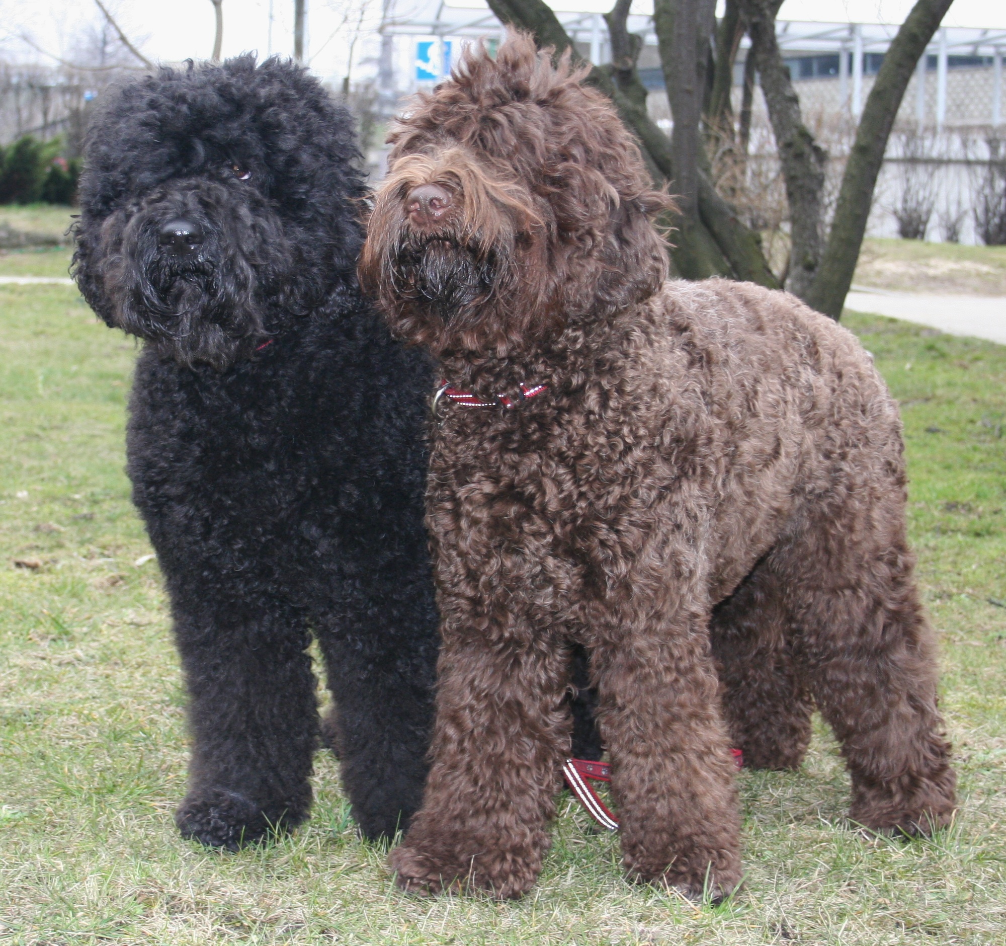 Barbet breed image