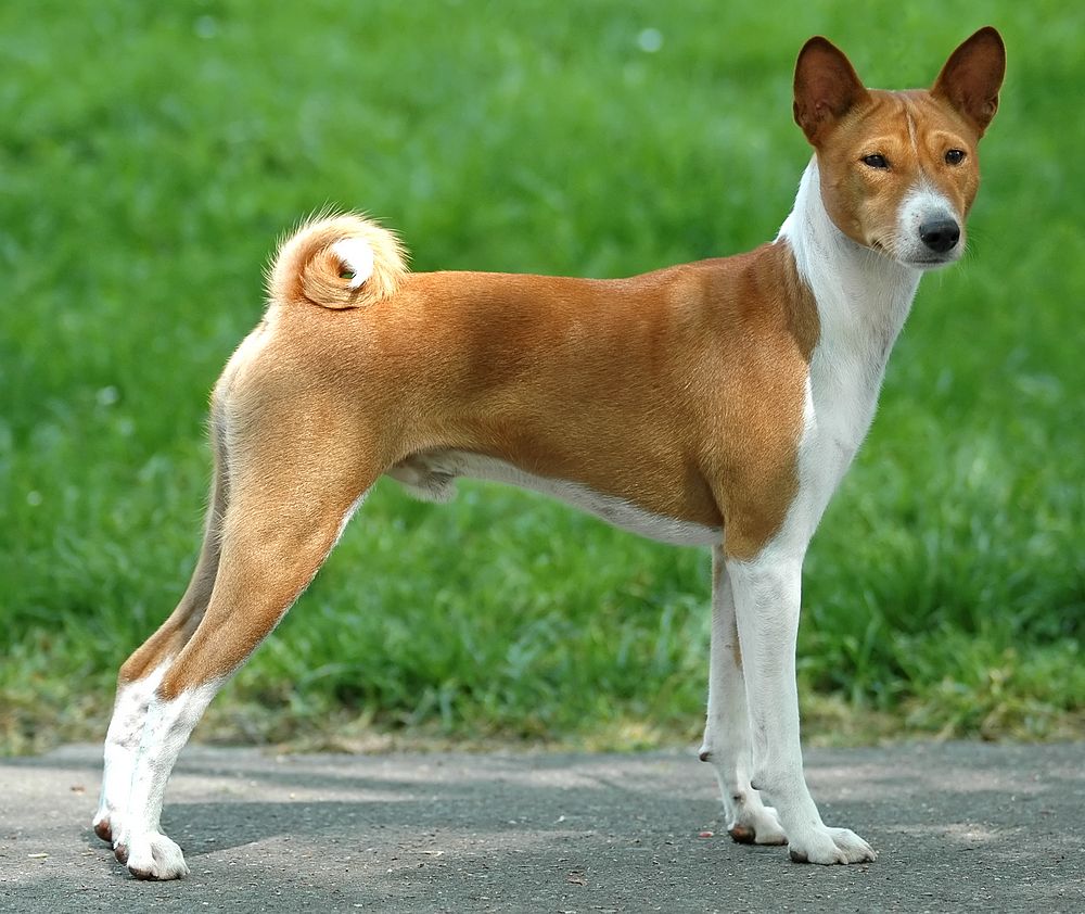 what are the characteristics of a basenji dog