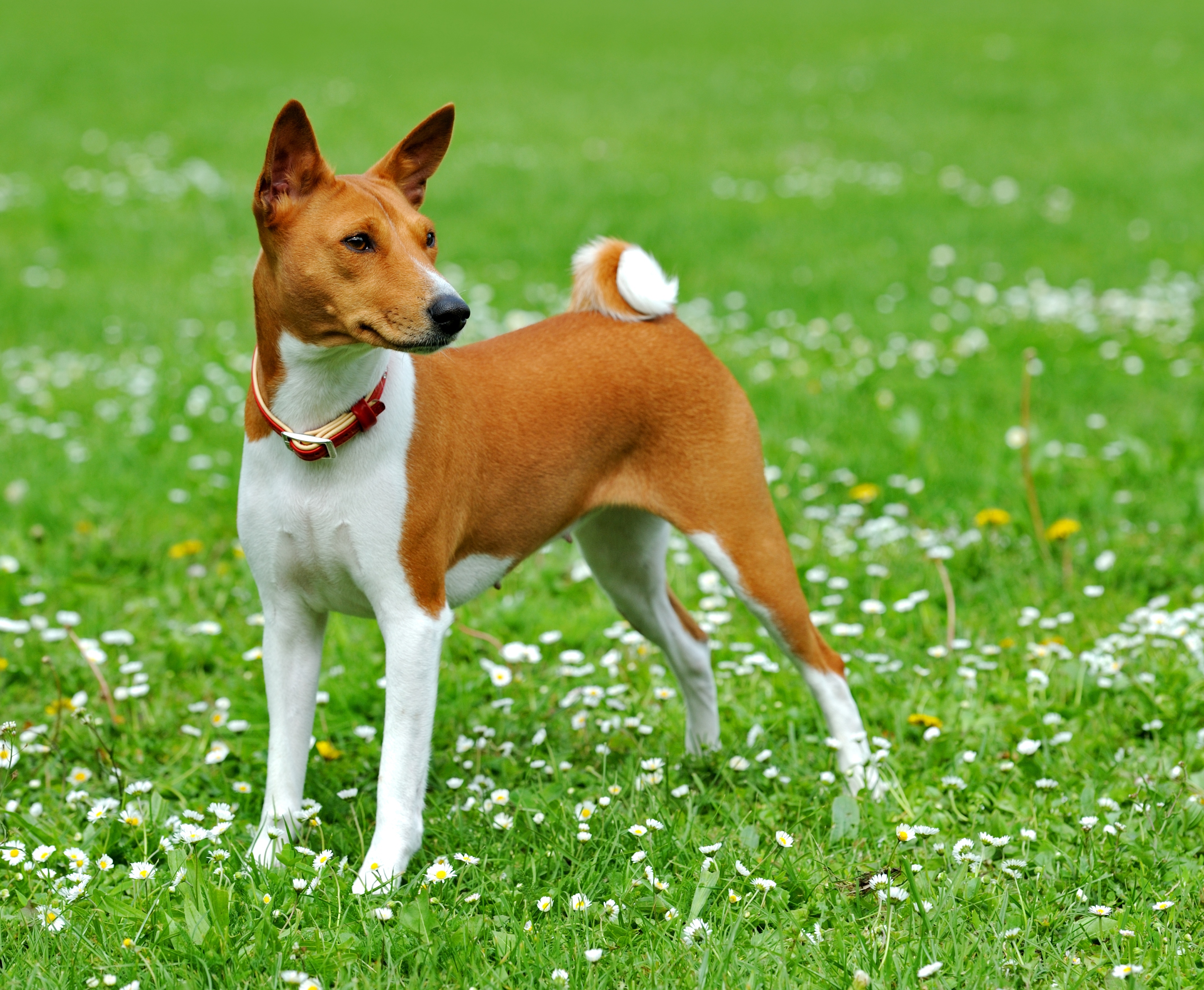 Basenji - Puppies, Rescue, Pictures, Information, Temperament