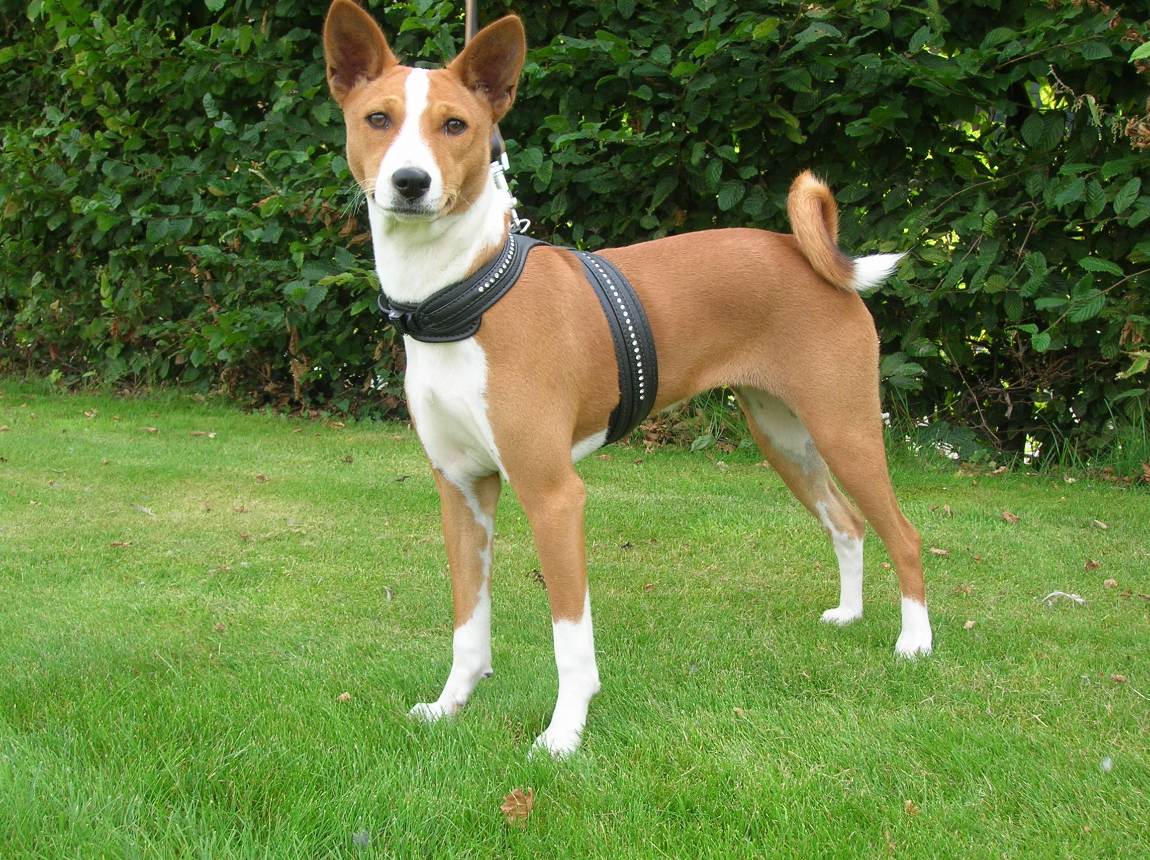 what is the temperament of a basenji dog