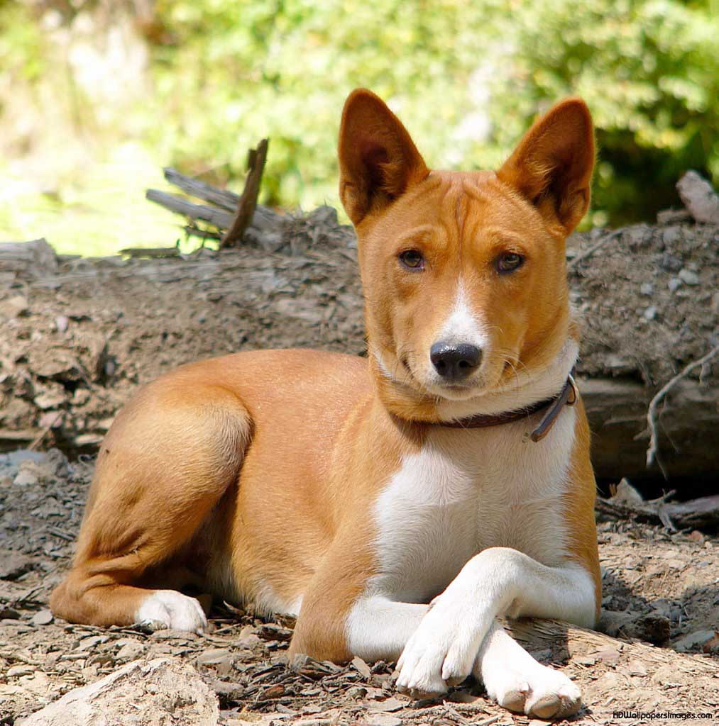 Basenji - Puppies, Rescue, Pictures, Information, Temperament