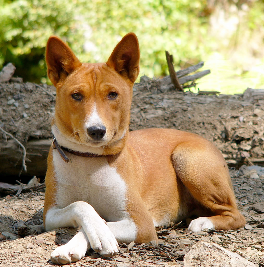 Basenji Puppies, Rescue, Pictures, Information, Temperament