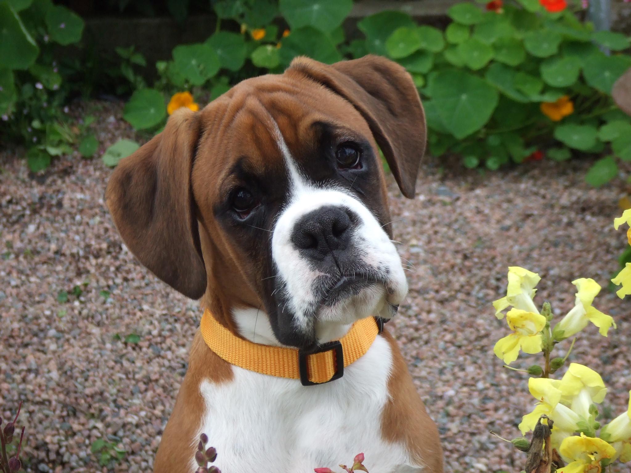 Boxer Puppies, Rescue, Pictures, Information, Temperament