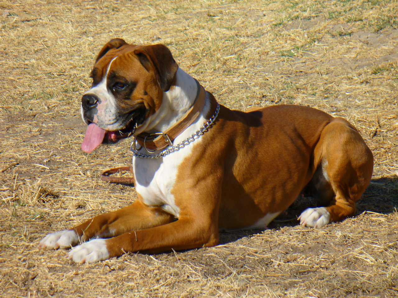 Boxer - Puppies, Rescue, Pictures, Information, Temperament