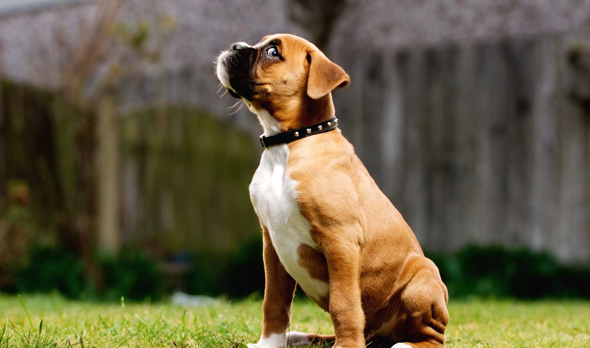 boxer-puppies-rescue-pictures-information-temperament