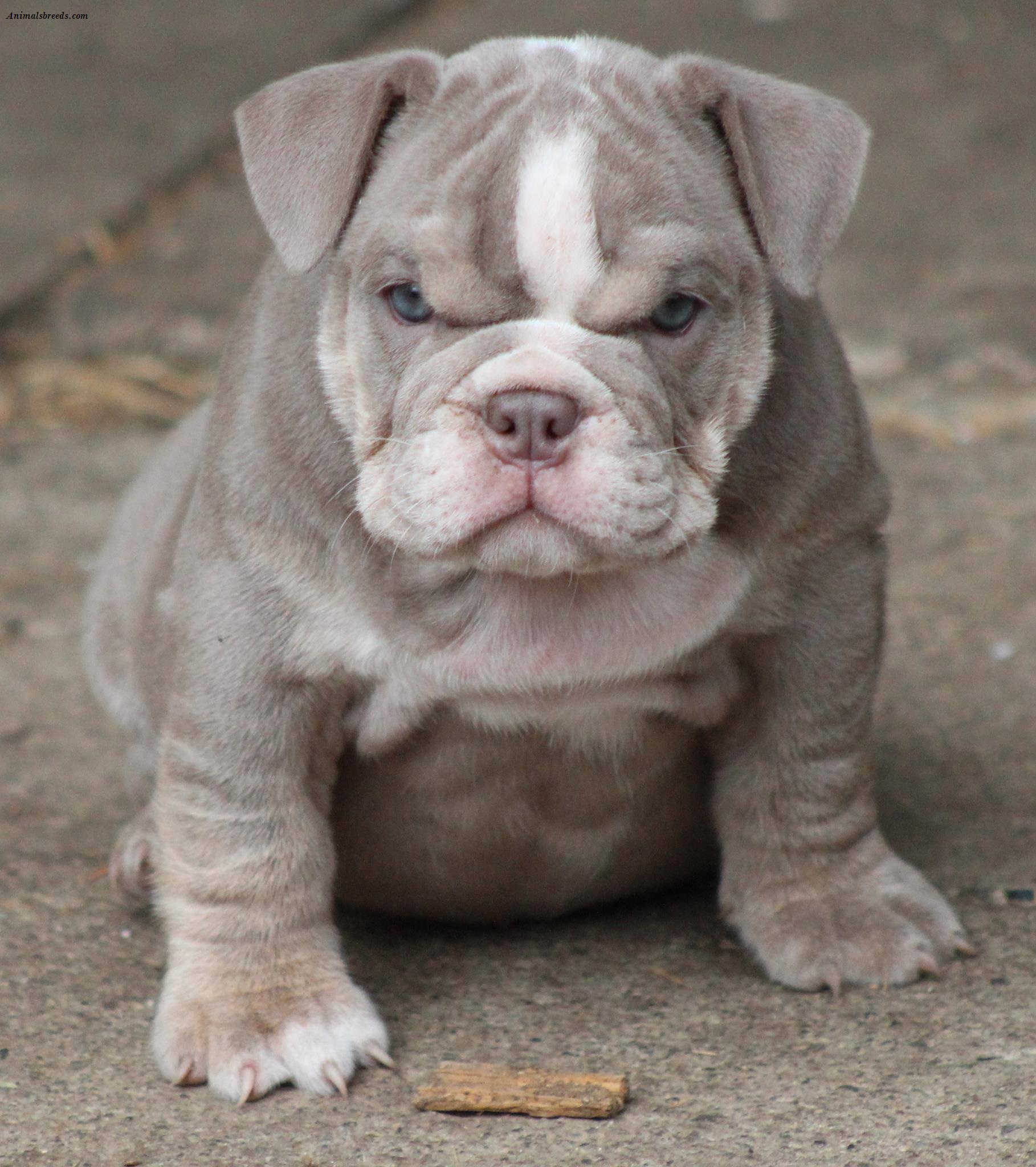 bulldog-puppies-rescue-pictures-information-temperament