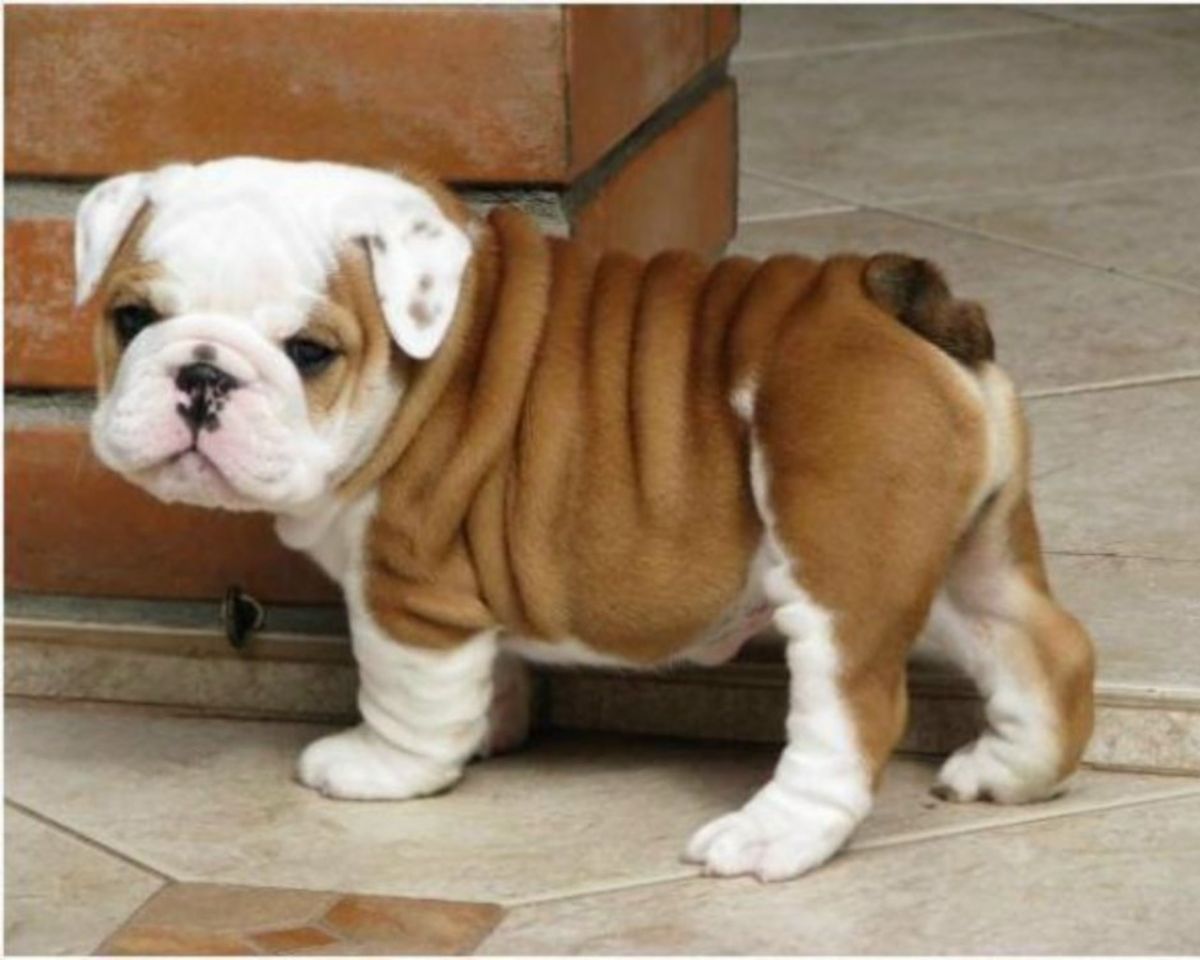 Bulldog - Puppies, Rescue, Pictures, Information ...