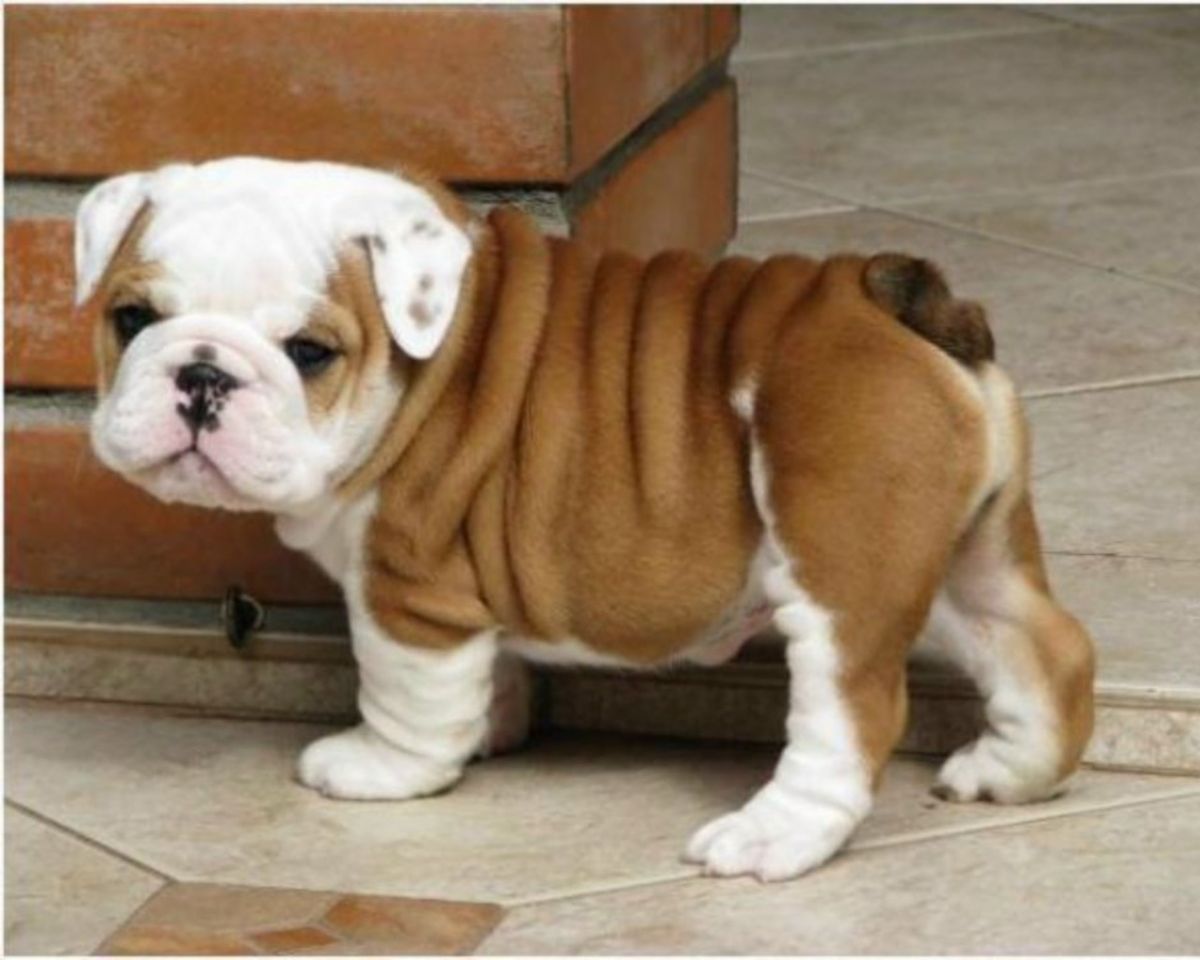 Bulldog  Puppies, Rescue, Pictures, Information, Temperament 