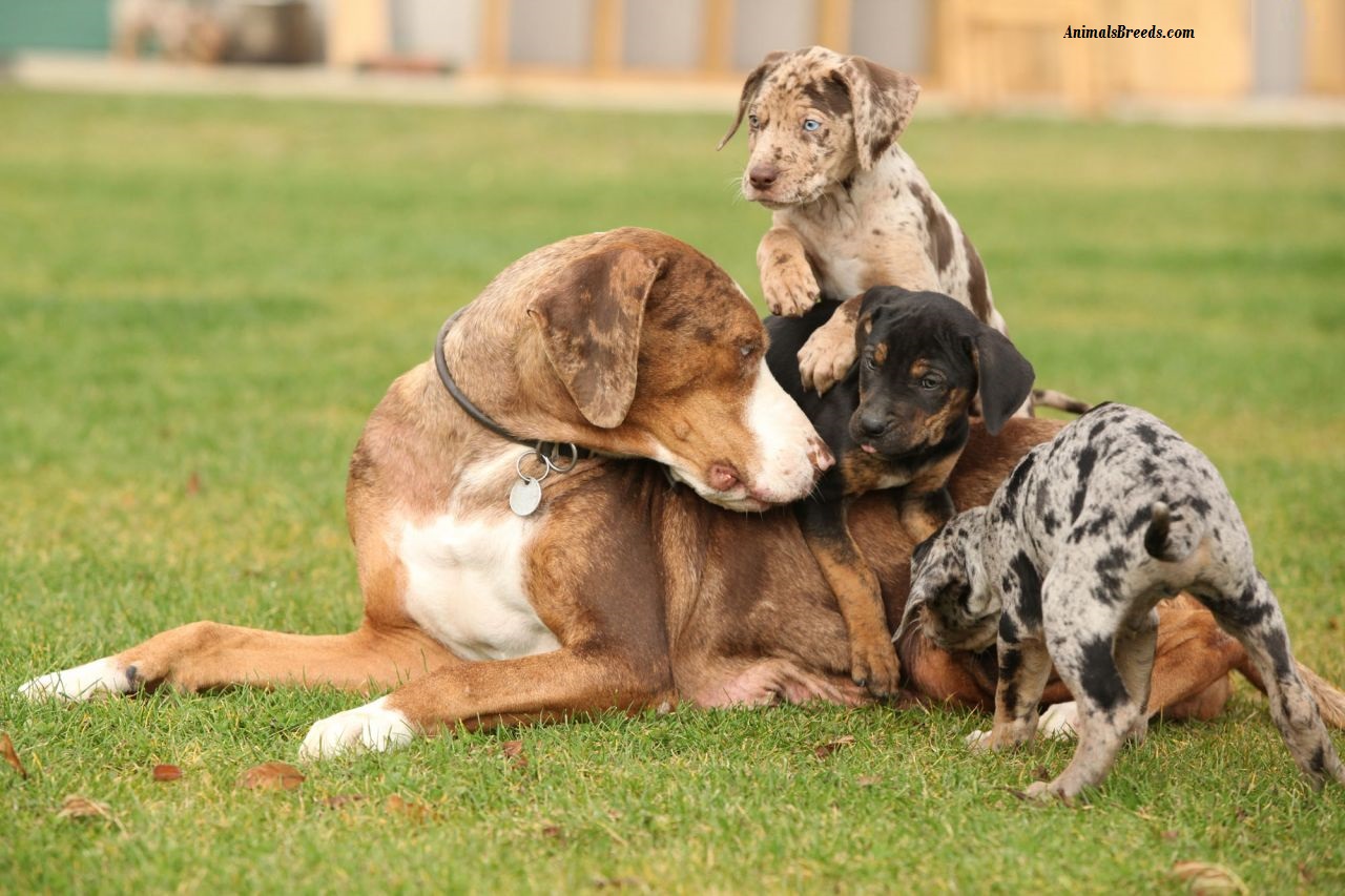 Catahoula Leopard Dog - Puppies, Rescue, Pictures, Information, Temperament, Characteristics