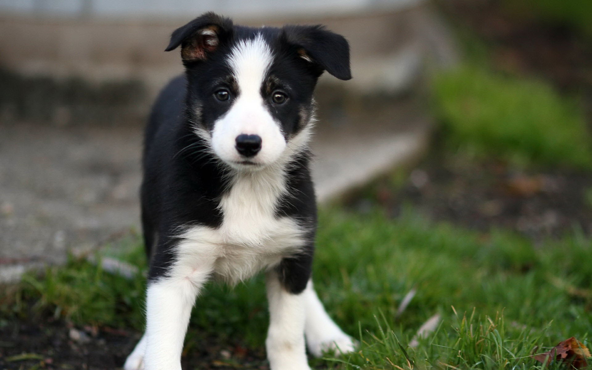 Border Collie - Puppies, Rescue, Pictures, Information, Temperament