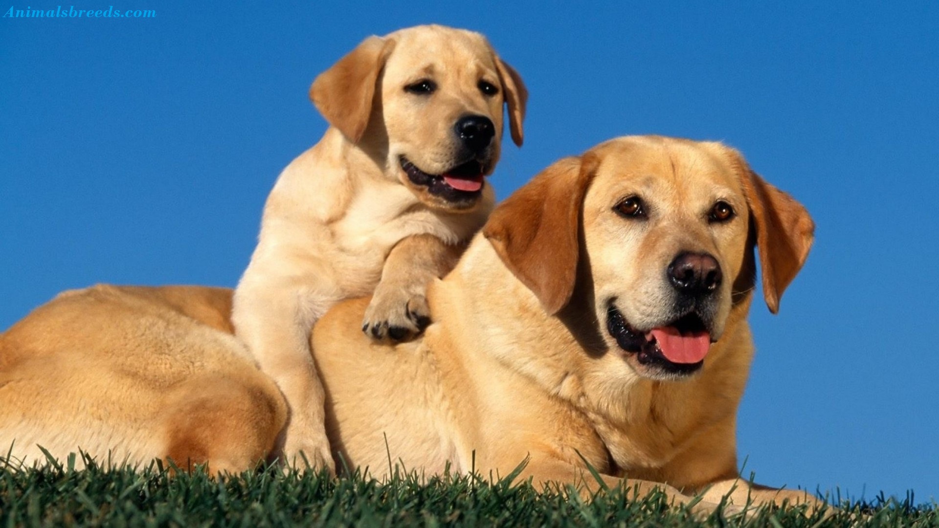 labrador teddies