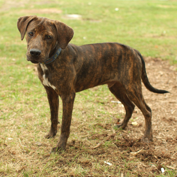 Plott Hound - Puppies, Rescue, Pictures, Information, Temperament