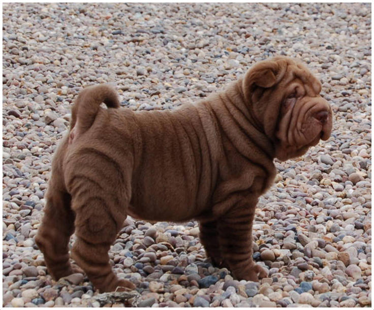 Shar Pei - Breeders, Facts, Pictures, Puppies, Rescue, Temperament