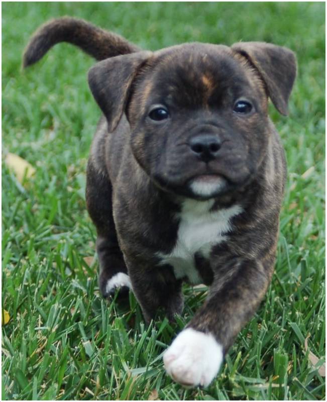 Staffordshire Bull Terrier - Puppies, Rescue, Pictures ...