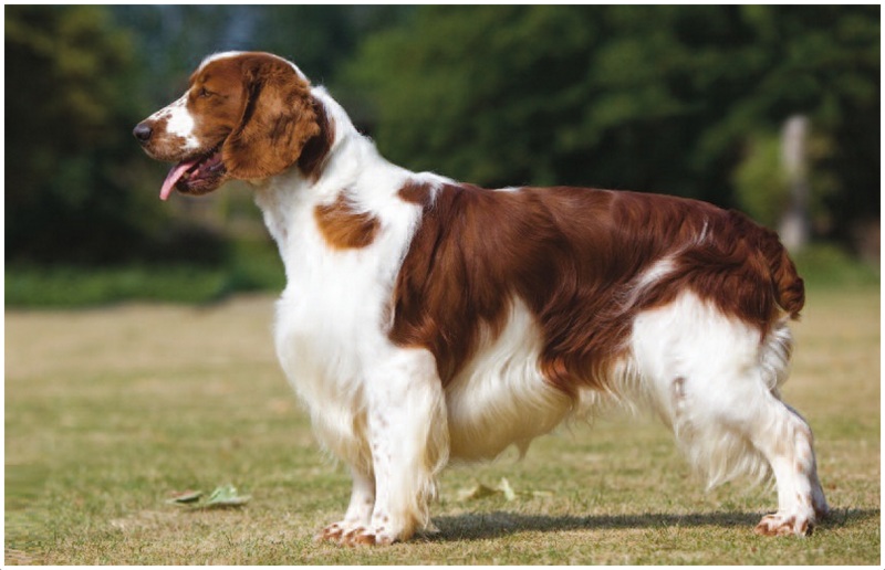 Welsh Springer Spaniel - Puppies, Rescue, Pictures ...