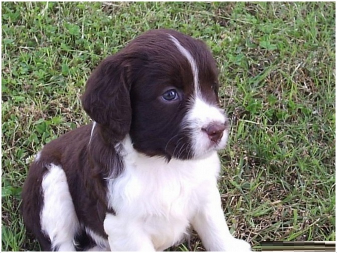 What are some interesting facts about Springer spaniels?