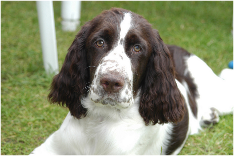 english-springer-spaniel-puppies-rescue-pictures-facts-breeders