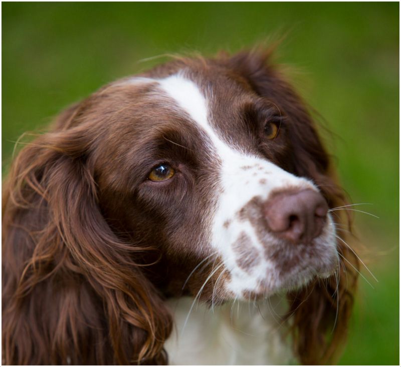 springer spaniel teddy bear