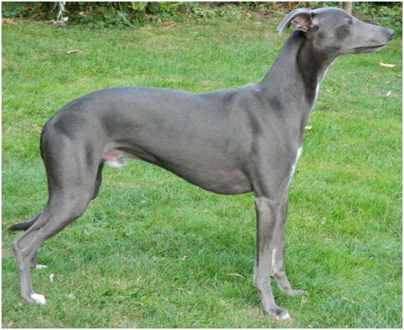 Whippet Puppies Pictures Facts Rescue Temperament Breeders 